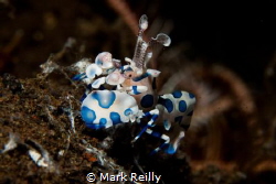 harlequin shrimp by Mark Reilly 